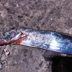 タチウオ小さい