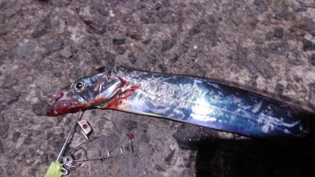 タチウオ小さい