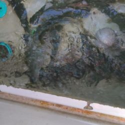 ジギング反応悪し