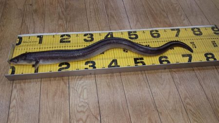 こんなん初めて！でも…