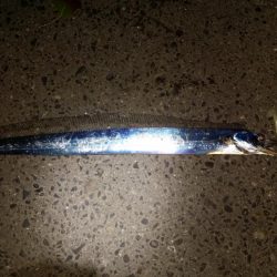 太刀魚道場入門