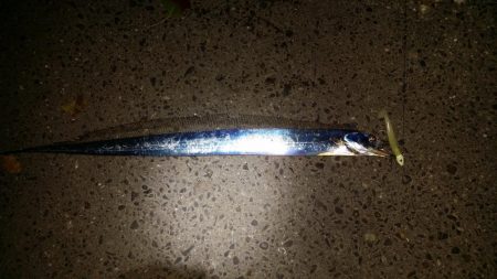 太刀魚道場入門