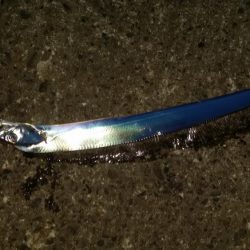 太刀魚まだ釣れます