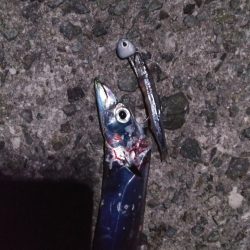 タチウオリベンジ