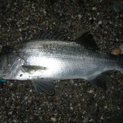 エギングでアオリイカ、ルアーでヒラスズキ