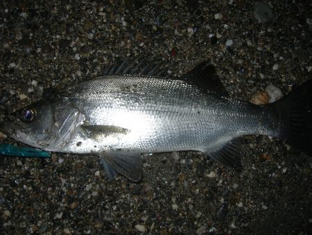 エギングでアオリイカ、ルアーでヒラスズキ