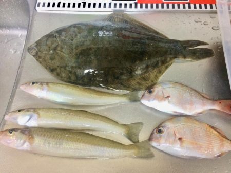 キス釣りでタコ&カレイ