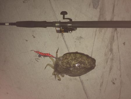 鞆浦の新港にて