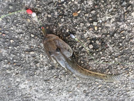 寺津でハゼ、セイゴ