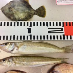 連日の釣行 頑張りました