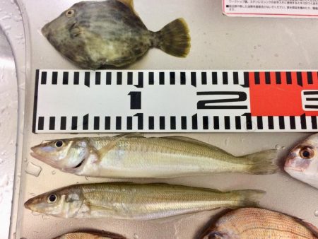 連日の釣行 頑張りました