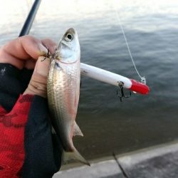 河口フィッシング