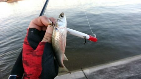 河口フィッシング