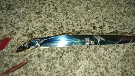 久しぶりのワインド