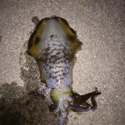 エギング アオリイカ