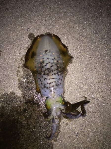 エギング アオリイカ