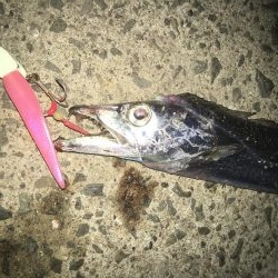 マナティーをサイズダウンしてから連続ヒット!!