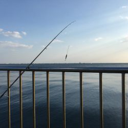 今日はあたりが…