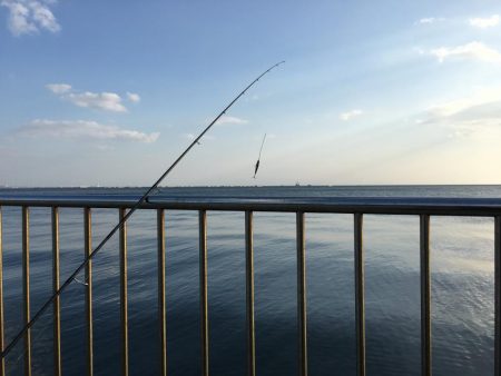 今日はあたりが…