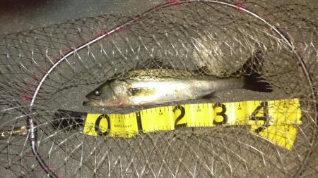 マイワシーバスサヨリチヌ