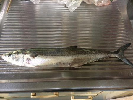 タチウオ空振り…