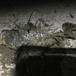 漁港からオニオコゼ