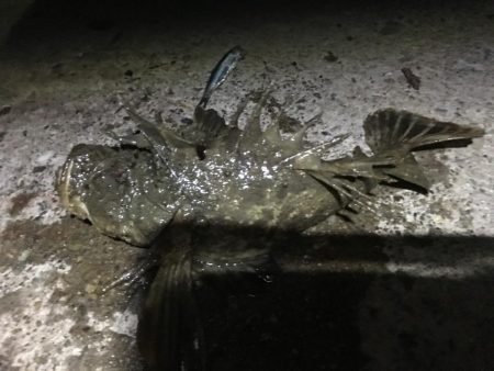 漁港からオニオコゼ