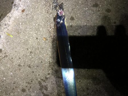 ナブラ発生からのハマチ