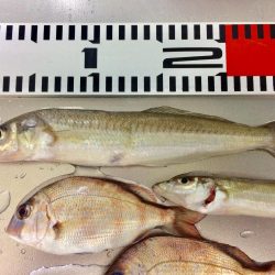 カレイ&落ちギス