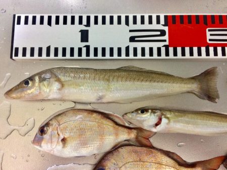 カレイ&落ちギス