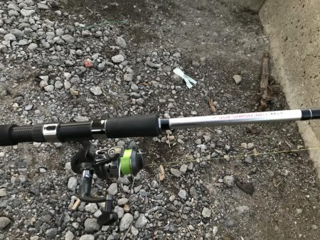 まだまだタチウオいけるかな？