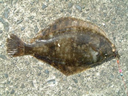 カレイシーズン到来