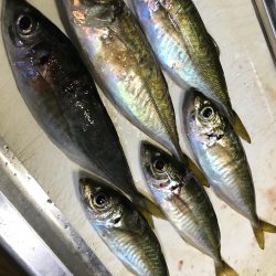 デイアジンゴォ