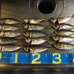 アジの刺身が食べたくて