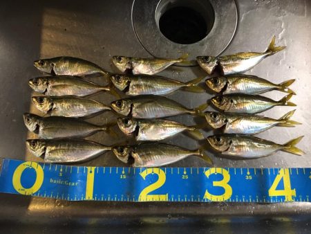 アジの刺身が食べたくて