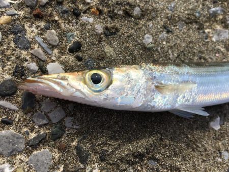 サビキでイワシ