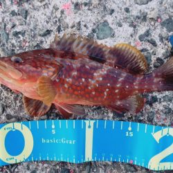 アオリイカ、キジハタ