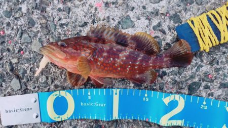 アオリイカ、キジハタ