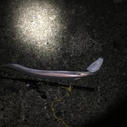 夜間の打ち込みにて