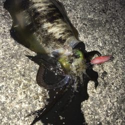 北風後のエギング