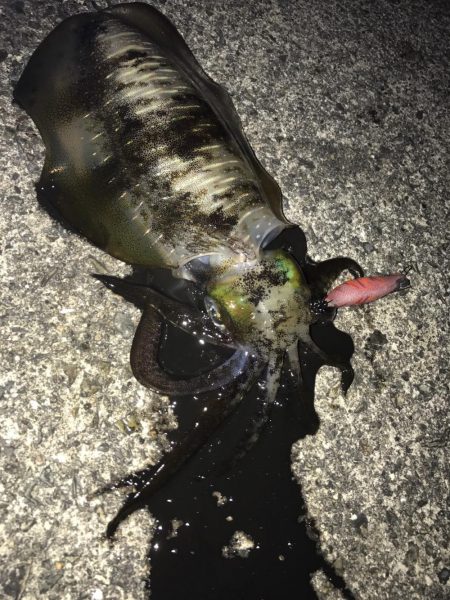 北風後のエギング