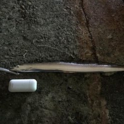 シーバス狙いのタチウオ