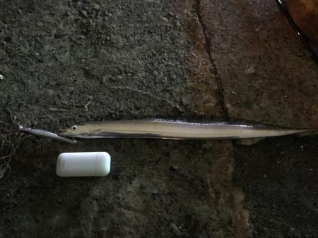 シーバス狙いのタチウオ