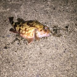 半日でコレ……