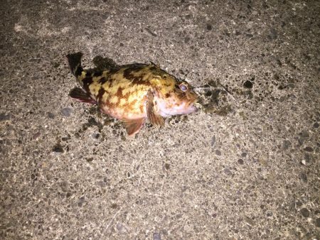 半日でコレ……