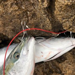 久しぶりのメジロ