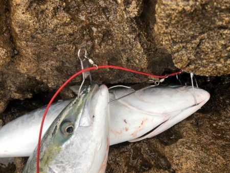 久しぶりのメジロ