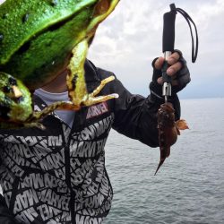 ロックフィッシュ！！！！