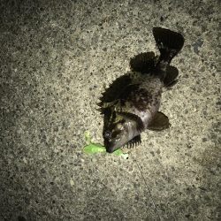 初のクロソイ!?