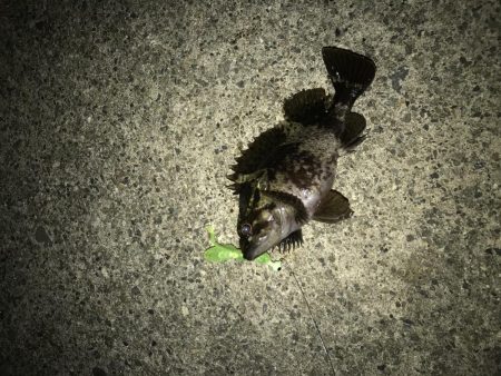 初のクロソイ!?